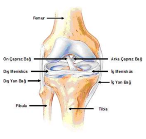 ÖN ÇAPRAZ BAĞ YARALANMALARI NEDİR?